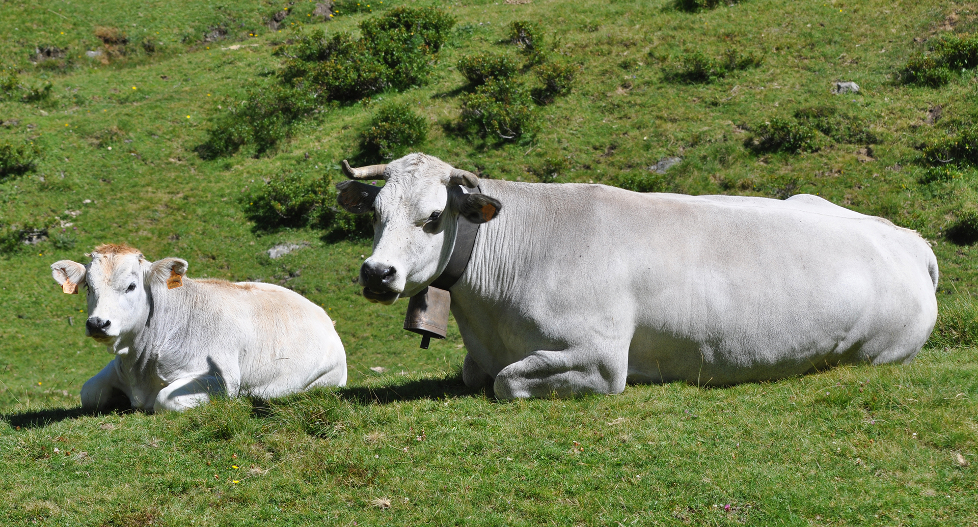 banner-producteurs Vaches gasconnes