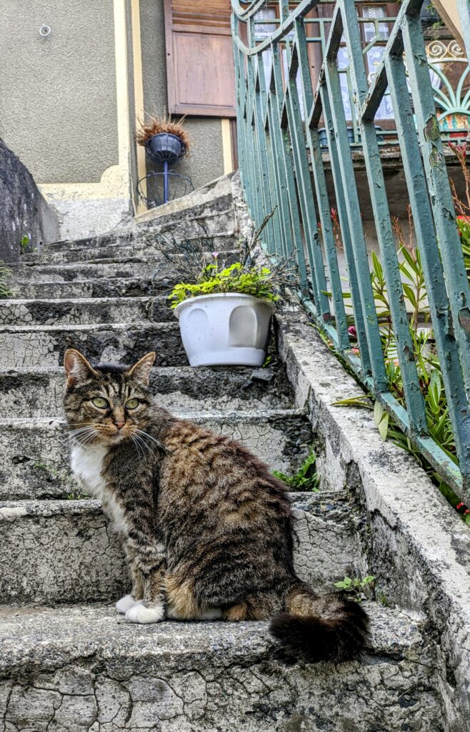 Chat de Chez Félicat - Avezac - Hautes-Pyrénées (65) Chat de Chez Félicat - Avezac - Hautes-Pyrénées (65)