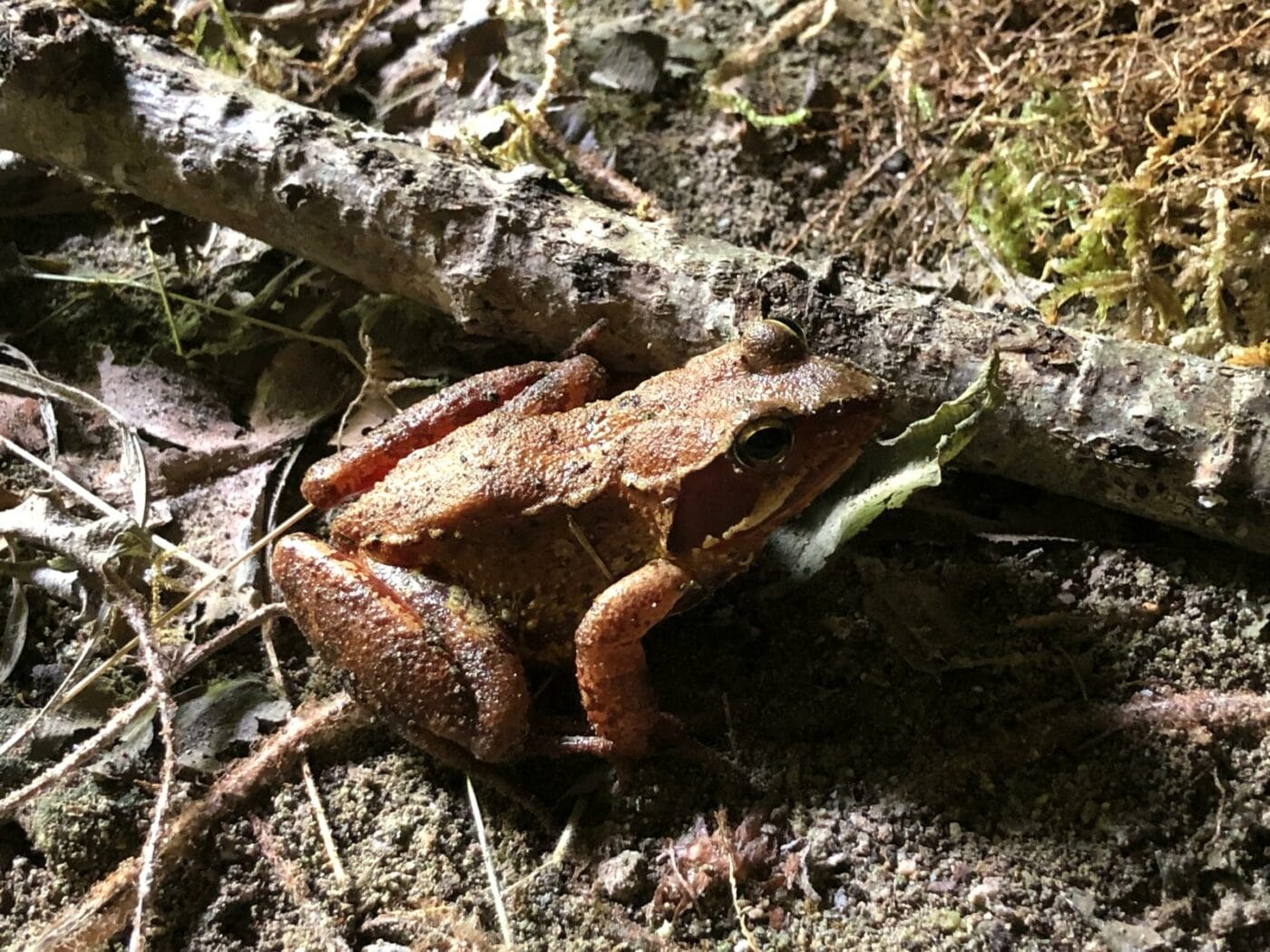 Il pleut ! Partez explorer la Petite Amazonie des Pyrénées – Image 4