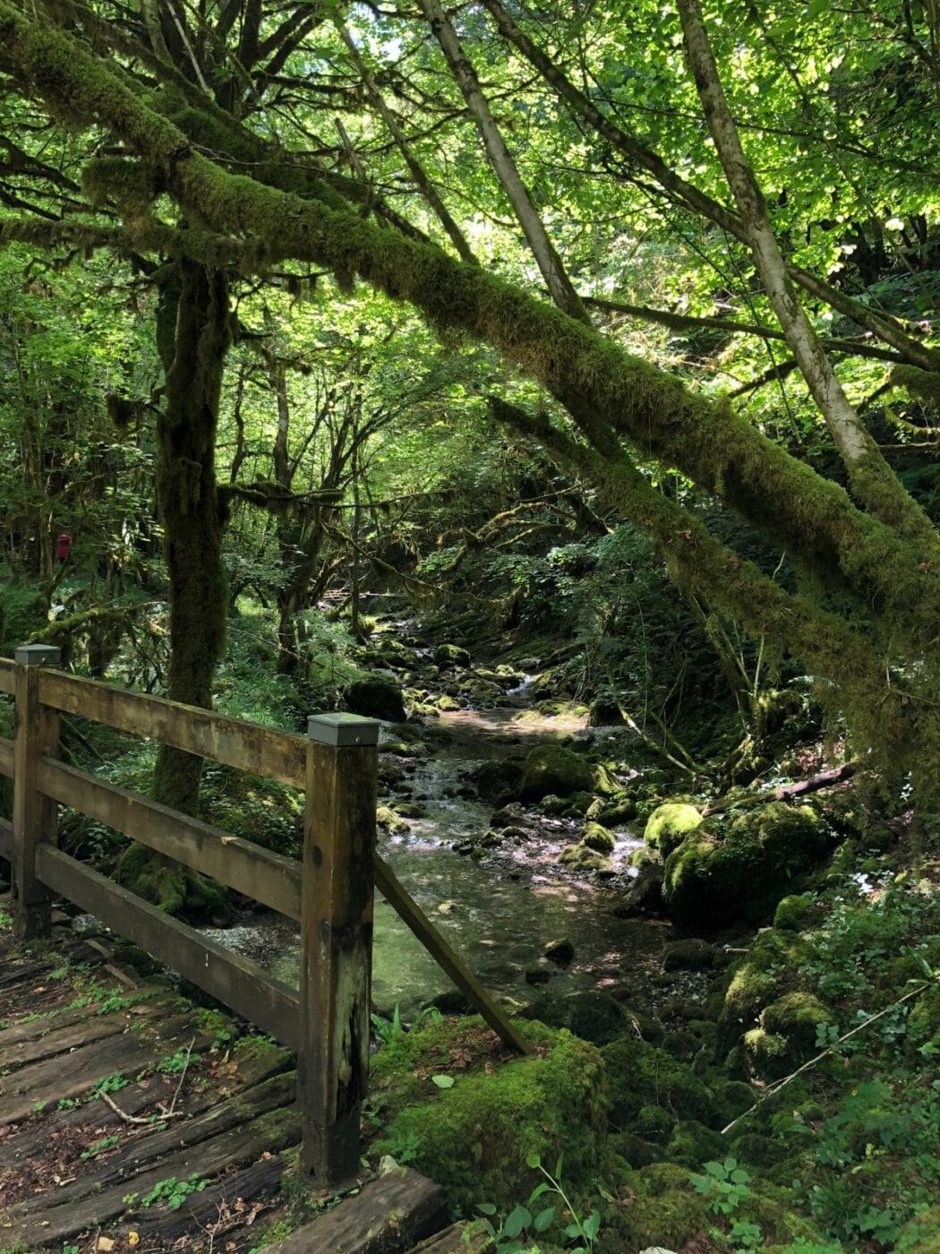 Il pleut ! Partez explorer la Petite Amazonie des Pyrénées – Image 3