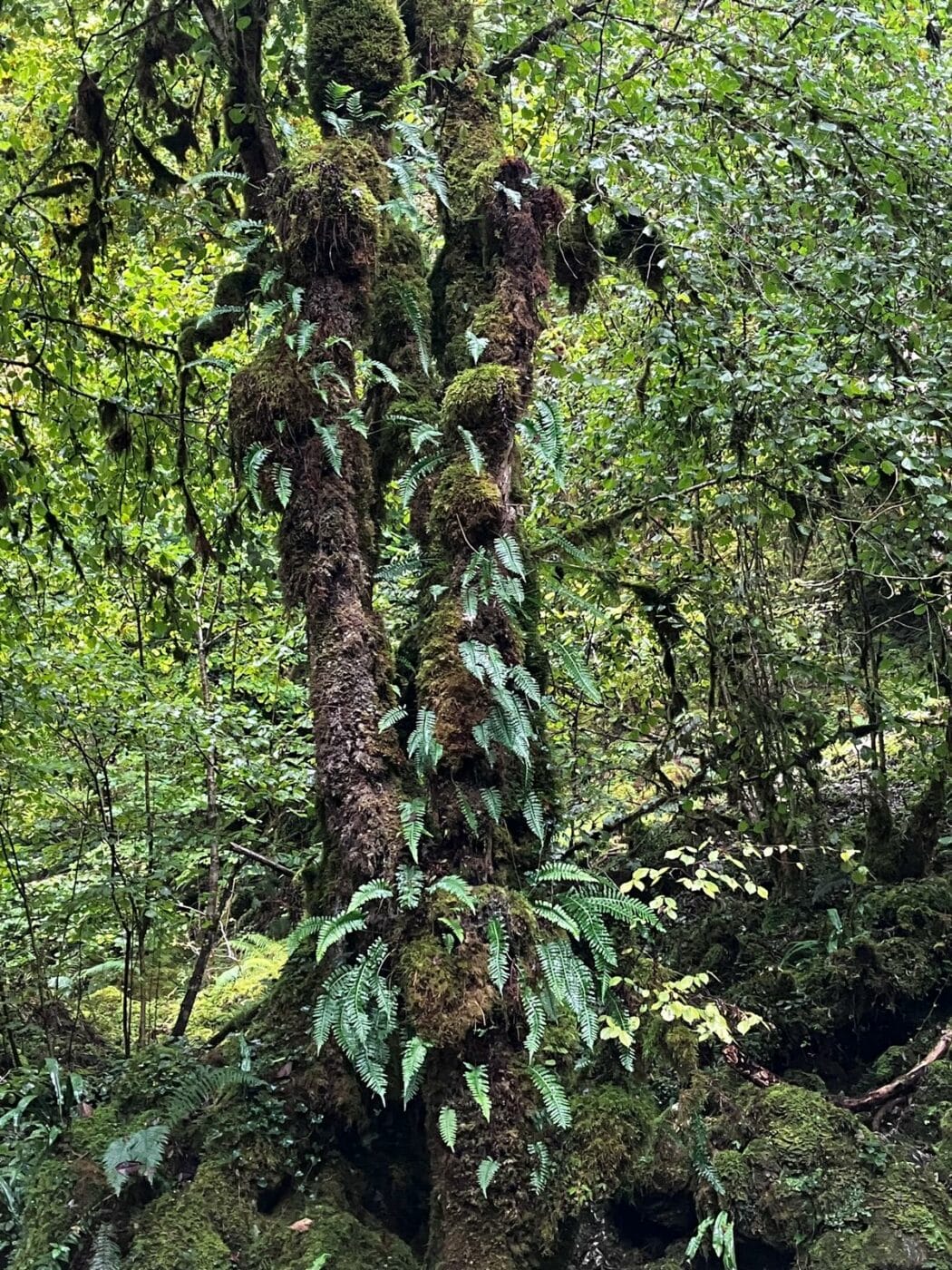 Il pleut ! Partez explorer la Petite Amazonie des Pyrénées – Image 9