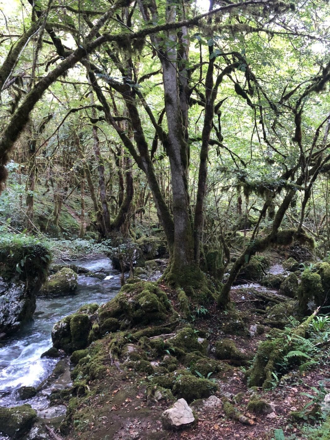 Il pleut ! Partez explorer la Petite Amazonie des Pyrénées – Image 8