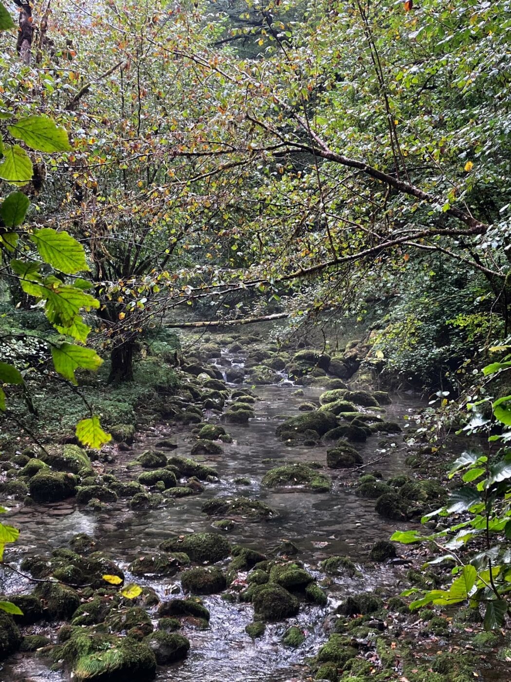 Il pleut ! Partez explorer la Petite Amazonie des Pyrénées – Image 7