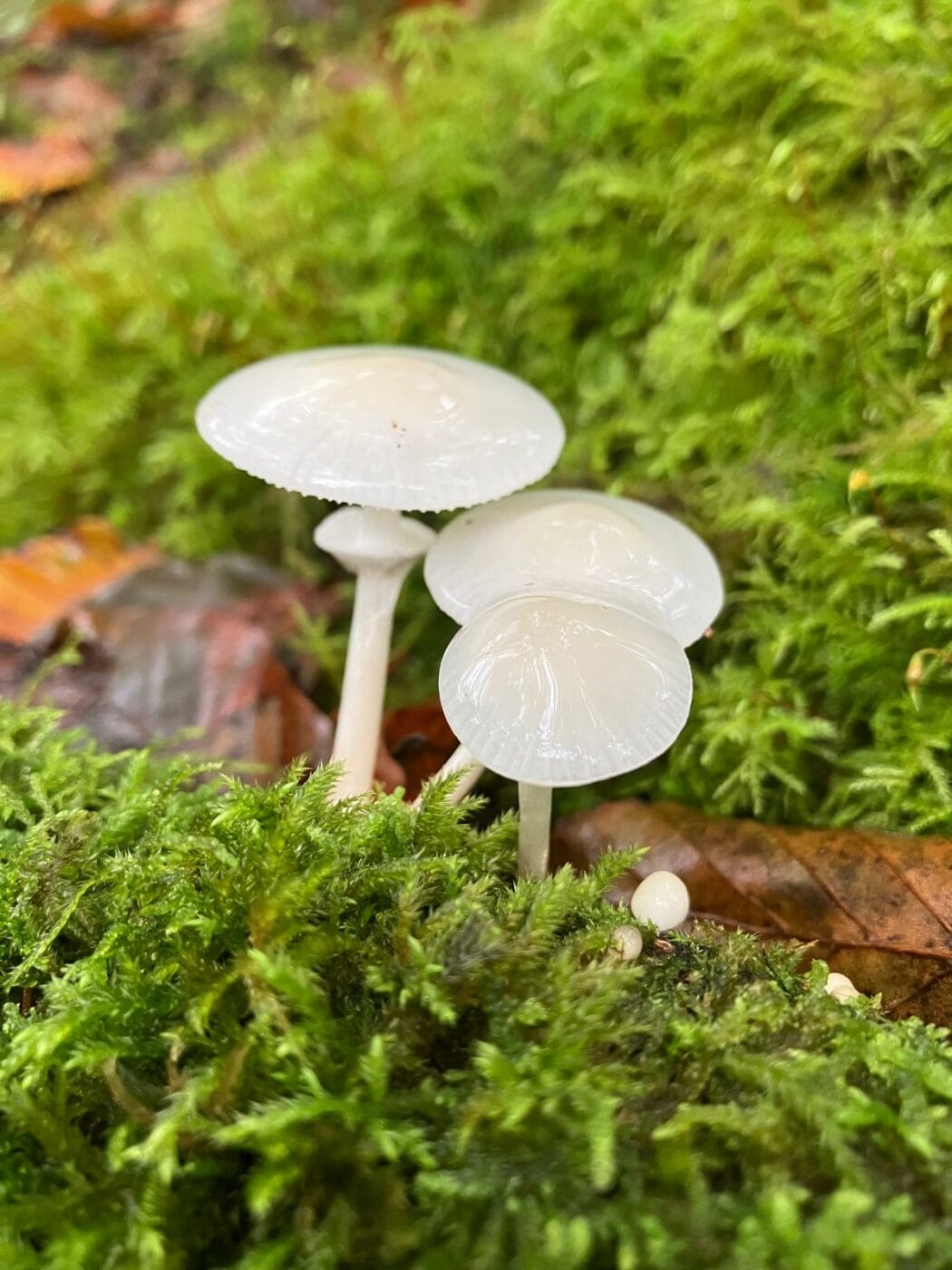 Il pleut ! Partez explorer la Petite Amazonie des Pyrénées – Image 6