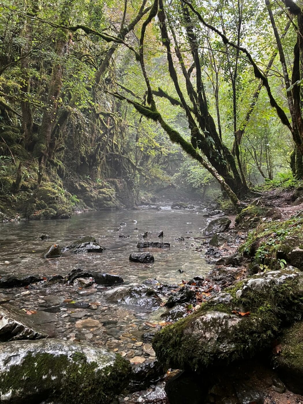 Il pleut ! Partez explorer la Petite Amazonie des Pyrénées – Image 5