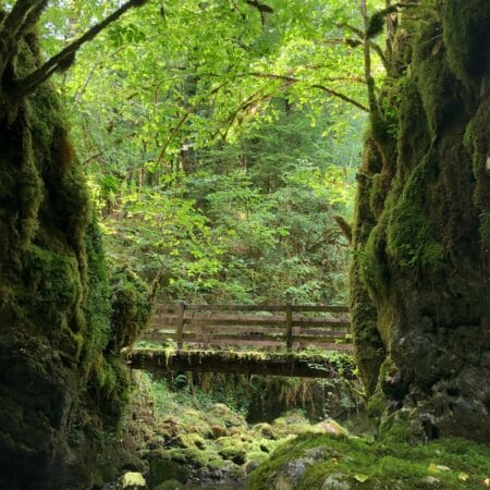 Il pleut ! Partez explorer la Petite Amazonie des Pyrénées