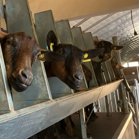 Le café traite au Peuple des chèvres : une activité originale pour les amoureux des animaux !